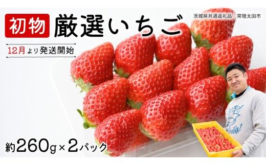 【 先行予約 】 初物 厳選いちご ( 2パック ×1箱 )【12月発送】 （常陸太田市 共通返礼品 ) いちご 数量限定 果物 くだもの フルーツ 苺 イチゴ ストロベリー 旬 厳選 いばらキッス ひたち姫 やよいひめ