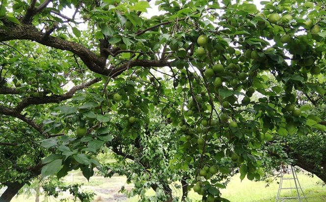 仁科農園産 南高梅（青梅、秀、大）「里山グリーンエメラルド」5kg箱 梅 うめ ウメ エキス 梅酒 梅干し