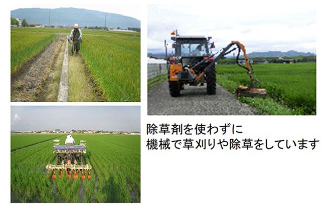定期便 4カ月【 令和8年産 】毎月  白米 5kg【 夢ごこち 】