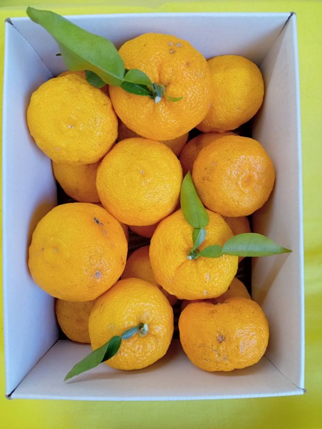 【2025年発送分】徳用ゆず 農家直送 フルーツとして食べられるゆず 約2.4kg バラ詰め 11月以降発送予定　えぐみの無い柚子本来の味　ゆず 柚子 ユズ 柚 生ゆず 生ユズ 家庭用