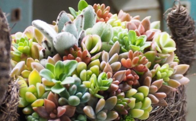 まるで多肉の宝石箱♪チビわんこの多肉植物 寄せ植え（1個） インテリア ガーデニング 玄関 置物 犬 イヌ 犬の置物 