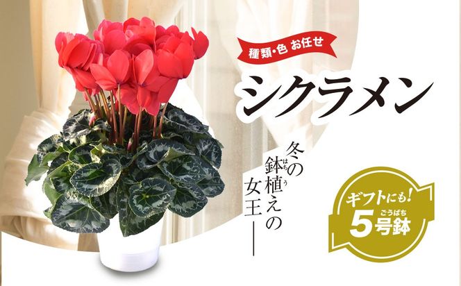 【2026年12月上旬より順次発送！】≪種類・色お任せ≫ シクラメン 5号鉢　SMCN001