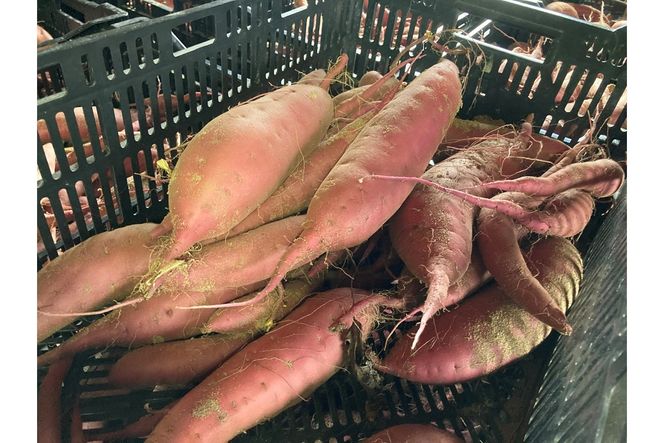 【先行予約／数量限定】訳あり 京丹後産 土付き 紅はるか（さつまいも） 5kg（2026年11月上旬～発送） ご家庭用（優品・無洗・無洗別・特大込み）　HF00015