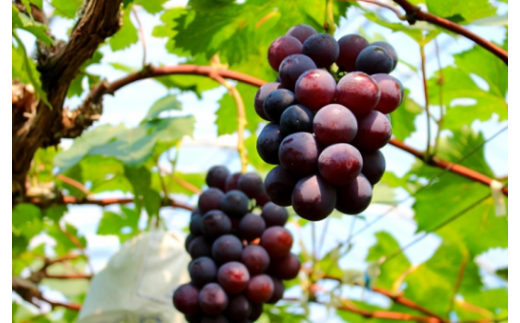 【産直もぎたて】新鮮ピオーネ ２kg（国産 ブドウ ぶどう 果物 くだもの フルーツ 贈答用 プレゼント 限定）