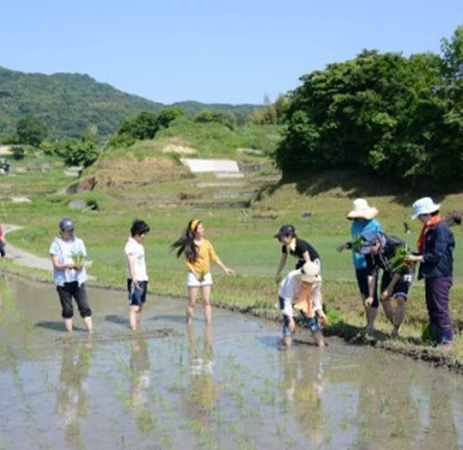 田植又は稲刈体験　淡路島の棚田米5kg付