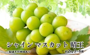 ぶどう 2026年 先行予約 シャイン マスカット 晴王 約2kg 3～6房 種無し ブドウ 葡萄 岡山県産 国産 フルーツ 果物 ギフト デザート 果実 美しい 大粒 高糖度 皮ごと パリッ 弾力 食感