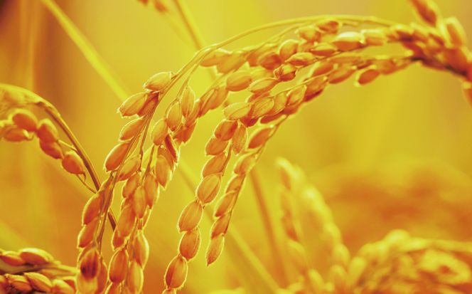 先行予約 新米 令和7年産 コシヒカリ 10kg 24000円 お米 白米 精米 米 こめ 産地直送 国産 農家直送 期間限定 数量限定 特産品 先行 事前 受付 令和7年度産 2025年産 もっちり 粘り 甘み おいしい おにぎり こしひかり 内祝い お祝い 贈答品 お返し プレゼント ギフト 土産 御礼 お礼 お取り寄せ 田中均 愛南町 愛媛県