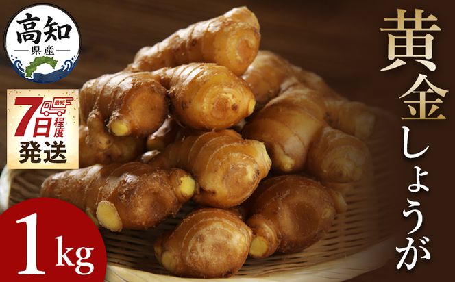 黄金しょうが 約1kg 【7日程度で発送】 早い スピード発送 7日程度 早く 届くXnb-0009