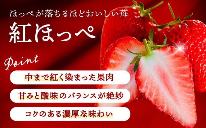 【先行予約】 ＼毎年12月より順次発送／ 紅ほっぺ 20粒 いちご 果物 フルーツ 愛西市 / くぼ苺農園 【配達不可：北海道・沖縄・離島】[AECJ009]