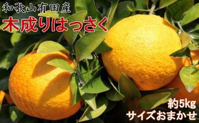 ★2026年3月下旬より発送★ こだわりの和歌山有田産木成り完熟八朔「さつき」 約5kg M～2Lサイズおまかせ BZ135