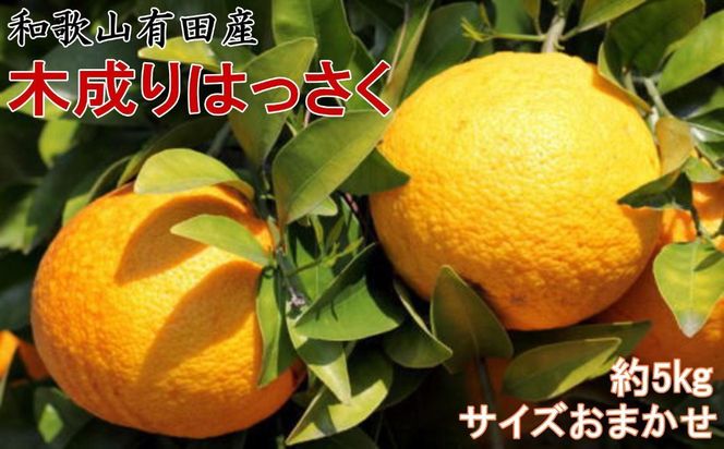 ya̎RLc쒬z2026N3{蔭 ̘a̎RLcYؐ芮nuv 5kg M`2LTCY܂ BZ135