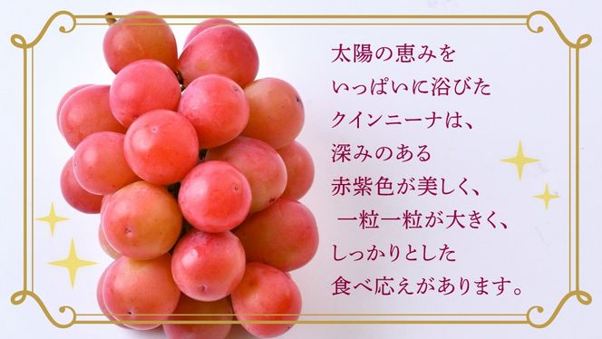 ＼選べる内容量／ クインニーナ 約1.3kg ～ 5kg 【2026年8月より発送開始】（茨城県共通返礼品 [ぶどう]：結城市産） ぶどう ブドウ 葡萄 クインニーナ 種なし 皮ごと 高級 国産 ふるさと納税