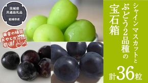 「粒々ぶどう36粒」 シャインマスカット と ぶどう 2品種の宝石箱【2026年8月より発送開始】（茨城県共通返礼品 [ぶどう]：結城市産） ぶどう ブドウ 葡萄 果物 フルーツ 茨城県産 [BI444-NT]