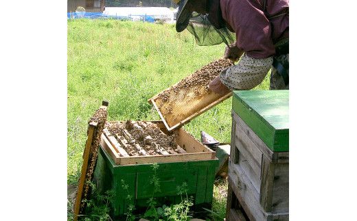 爽やかな香り広がる100%天然蜂蜜 ぶんたん山の蜂蜜　360g  / はちみつ ハチミツ 高知県産 国産 天然はちみつ 土佐 高知 【白木果樹園】【白木果樹園】 [BQAI057]