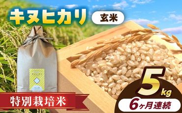 【6回定期便】特別栽培米　キヌヒカリ　玄米　5kg　お米　ご飯　愛西市／株式会社戸倉トラクター[AECS050]