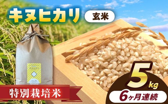 【6回定期便】特別栽培米　キヌヒカリ　玄米　5kg　お米　ご飯　愛西市／株式会社戸倉トラクター[AECS050]