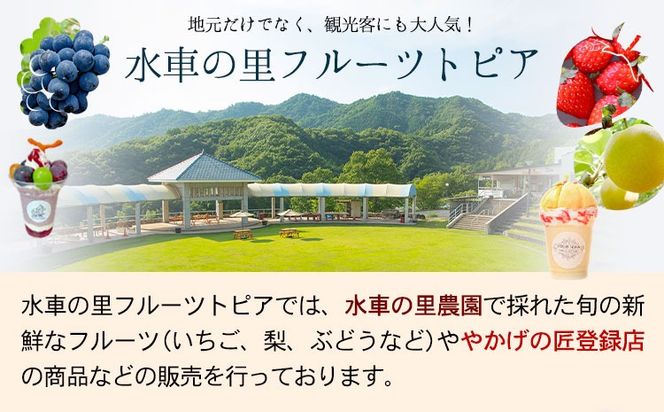 【2025年発送 先行予約】やかげのいちごギフトセット(さがほのか・章姫) 約1kg(約500g×2P)《1月中旬-2月末頃出荷》水車の里フルーツトピア岡山県矢掛町産 苺 果物 フルーツ---osy_csuiigs_bc1_24_21000_1---