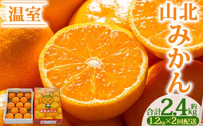 みかん 定期便 【2回定期便】山北温室みかん1.2kg Wku-0059