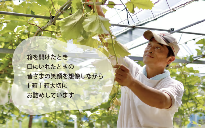 【2026年先行予約】厳選品 大粒シャインマスカット1房/700g以上 (岡山県産) 【KF-B060-03】