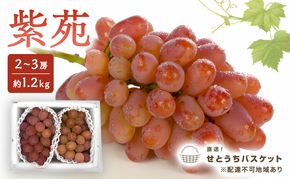 ぶどう 2027年 先行予約 紫苑 2～3房 約1.2kg ブドウ 葡萄 岡山県産 国産 フルーツ 果物 直送！せとうちバスケット