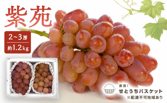 ぶどう 2027年 先行予約 紫苑 2～3房 約1.2kg ブドウ 葡萄 岡山県産 国産 フルーツ 果物 直送！せとうちバスケット