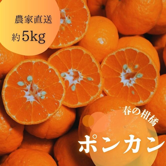 かんきつの本場　ありだのポンカン (約5kg)（A157-1）
