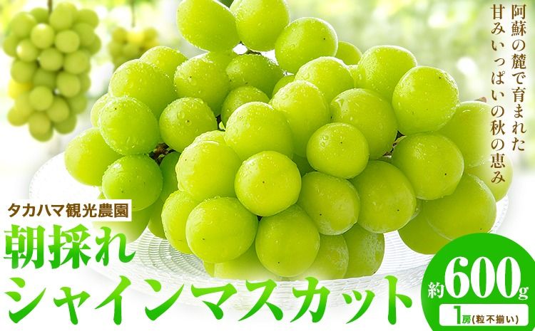 熊本県大津町産 タカハマ観光農園の 朝採れ シャインマスカット 約600g[8月上旬-9月末頃出荷]熊本県 大津町 ブドウ 葡萄 ぶどう シャインマスカット 果物 くだもの スイーツ フルーツ デザート ギフト 種なし クール便 送料無料---so_ctkhmshn_af8_9500_600g---