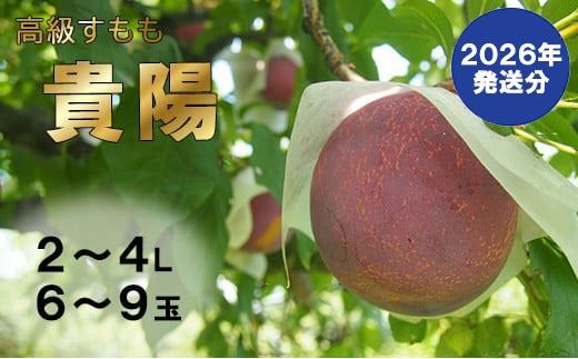 【2026年発送分】【数量限定】【やまなしフルーツ定期便（３回）】 貴陽（すもも）（６-９玉）＆シャインマスカット（２kg前後・３-４房）＆ラ・フランス（1.5kg以上・３-５玉）　定期便　果物 フルーツ くだもの すもも 貴陽 李 プラム シャイン 洋ナシ 洋梨 洋なし 山梨 やまなし 富士川町