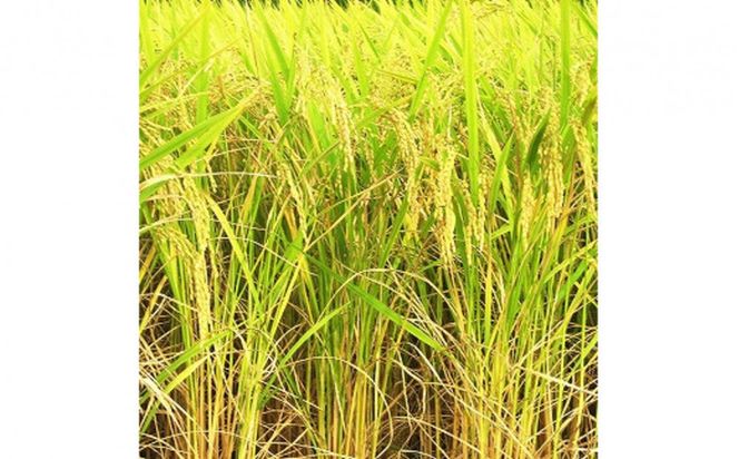 【ふるさと納税】お米　令和7年産　出雲きぬむすめ5kg×2袋 322032_EH009