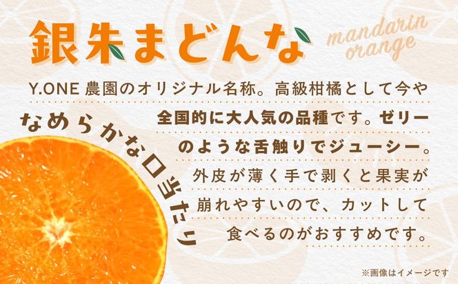 【先行受付】【数量限定】銀朱まどんな（生果）12個入り（3kg)（2026年11月下旬頃より順次発送） IKTQ007