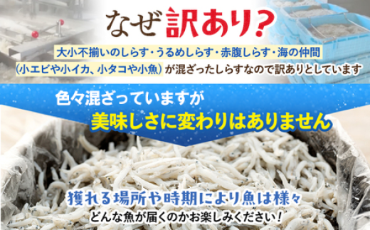 訳あり 釜揚げ しらす 1kg 減塩 日間賀島 冷凍 丸豊 愛知県 南知多町 離乳食 魚 さかな ご飯 ごはん 国産 シラス ピザ サラダ おにぎり 弁当 人気 おすすめ