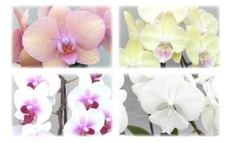 おまかせ 胡蝶蘭 ( ミディ 胡蝶蘭 3本立 ) 糸島市 / はざま園芸 [AND005] 胡蝶蘭 お祝い ギフト 贈答 洋蘭 開店祝い 新店 祝い 白