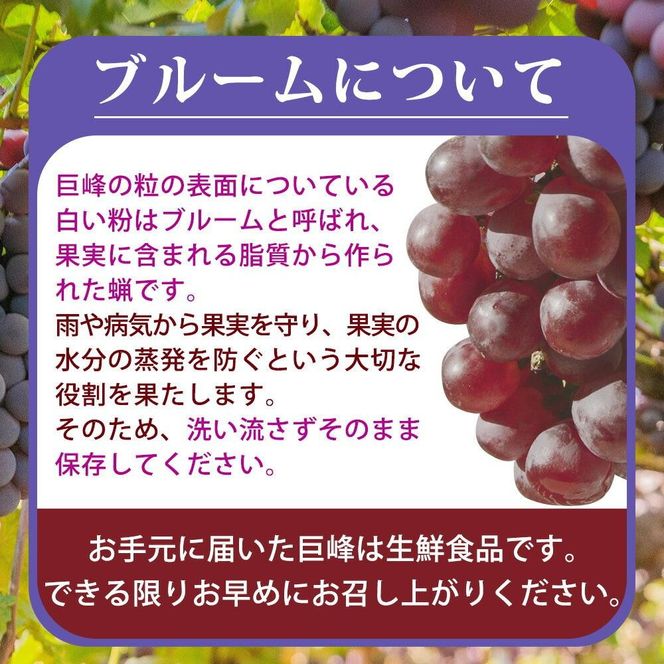 紀州有田産の巨峰ぶどう約2kg【先行予約】【2026年8月下旬以降発送予定】AN021