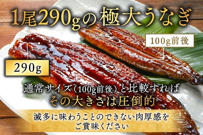 国産 希少 超極大 特上うなぎ(290g×2尾)【OT000O290】