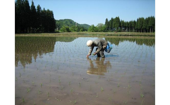【令和7年産】魚沼産コシヒカリ金印(玄米)5kg 米 お米 こしひかり 玄米 中魚沼 新潟県 十日町市
