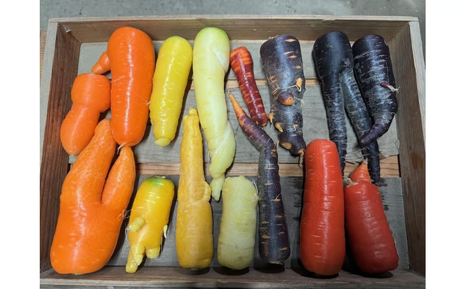 〈予約受付〉 メディア出演多数！【期間限定】（訳あり） 冬の寒さでぎゅっと濃い！虹色のカラフルにんじん 5kg 鈴盛農園 農家直送 甘い スーパーフード 健康 自慢 ジュース サラダ ギフト 贈り物 βカロテン ポリフェノール リコピン ジューシー 規格外 自慢 おためし H022-017