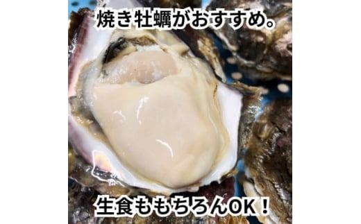 特大!天然岩牡蠣特上品800g(1～2コ/殻付き/生食用)CAS冷凍カキ 海鮮バーベキューBBQに