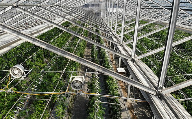 HOSONOFARMプレミアムミニトマト「スピカ」1kg 野菜 