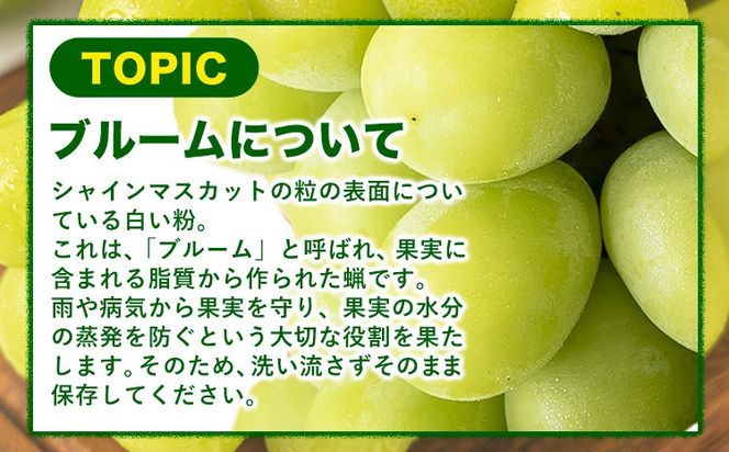 【10月発送】シャインマスカット 約1.3kg(2-3房)《2026年10月上旬-10月末頃出荷》岡山県 笠岡市 シャインマスカット 厳選 ぶどう ブドウ 葡萄 マスカット 果物 フルーツ ギフト---kasaoka_zsy_418_1300-10m---