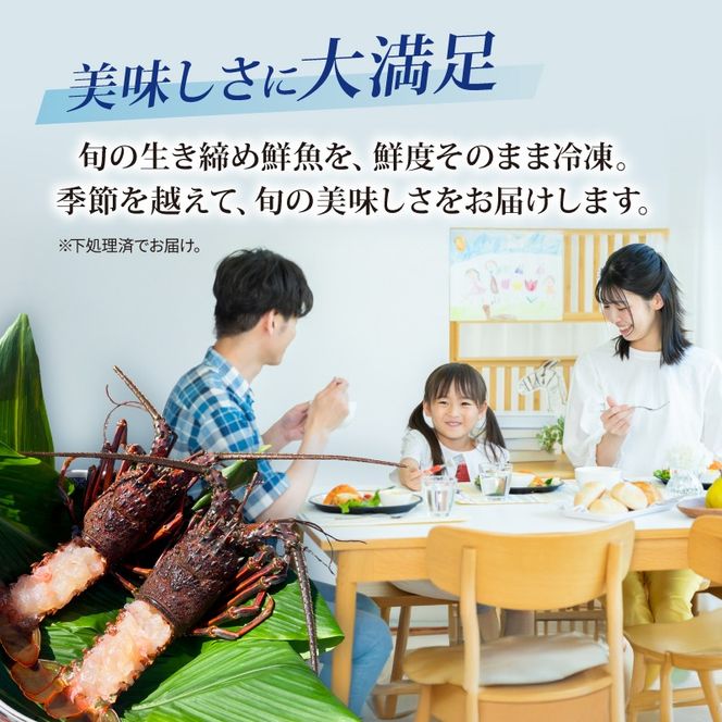 伊勢海老 冷凍 1kg いせえび 海老 えび エビ イセエビ 冬眠冷凍 家庭用 海鮮 鮮度 産地直送 漁師直送 刺し身 味噌汁 だし ふるさと納税 高知県 室戸市