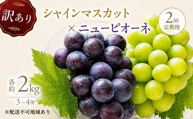 2回定期便 訳あり シャインマスカット約2kg(3-4房)×ニューピオーネ約2kg(3-4房) 岡山県高梁市産 うめづぶどう園 化粧箱入り 葡萄 ブドウ 大粒 配送不可：北海道、沖縄、離島