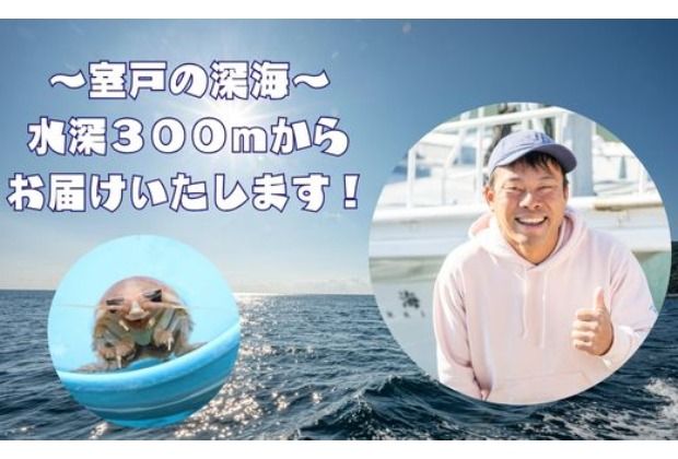 「深海王国」室戸からお届けする「活オオグソクムシ」【３匹】甲殻類 エビ・カニの仲間 体験 話題性 珍味 高知県 室戸市