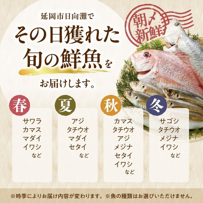 【6ヶ月定期便】大和海商の朝どれ鮮魚直送定期便　2.5kg N072-YE094