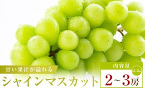 シャインマスカット　約1.2kg(2～3房) 372013_T006-809J