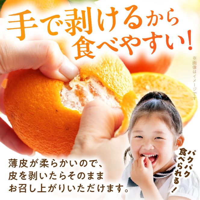 【2027年先行予約】セミノールオレンジ 約5kg 湯浅町田村産 春みかん （果実サイズおまかせ）/ 紀伊国屋文左衛門本舗_V7078