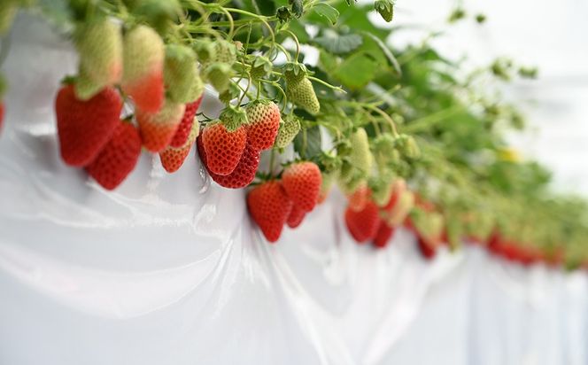 【先行予約】MIYAFARM いちご（品種：おまかせ）12粒入り×4パック 合計 48粒 ※北海道・沖縄・離島への配送不可 ※2027年1月中旬～5月下旬頃に順次発送予定