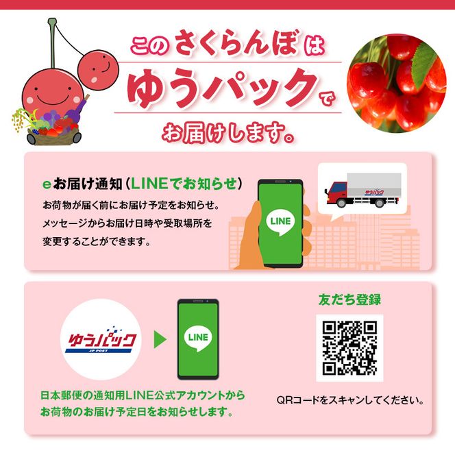 2027年発送 北海道 仁木町産 さくらんぼ 南陽 600g(300g×2パック)　Lサイズ以上 旬 桜桃 産地直送 サクランボ チェリー フルーツ 果物 果物類  仁木町 仁木 [松山商店]