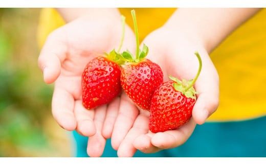 【 茨城いちごグランプリ 受賞 農園 】 完熟 いちご 2品種 食べ比べ セット 茨城県オリジナル品種 イチゴ 苺 フルーツ 果物 果実 いばらキッス ひたち姫 [DY002ci]