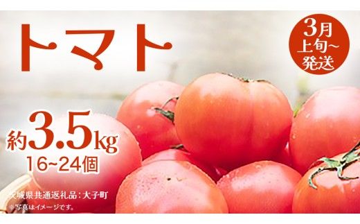 トマト 約3.5kg (16～24個)【2027年3月上旬発送開始】(茨城県共通返礼品：大子町) とまと 野菜 やさい