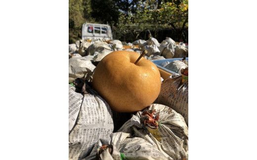 【先行予約／数量限定20】愛宕梨 秀品 5kg（5～12玉入り）（2025年11月下旬～発送）　SF00024